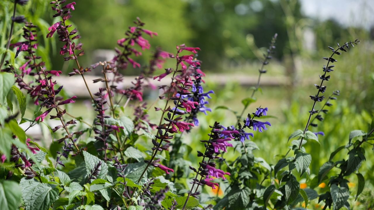 Get It Growing: New tropical salvias have advanced roots, cool colors
